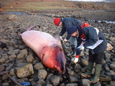 On investigation this Cuvier's beaked whale, washed ashore in 2006, was found to have a stomach full of plastic debris